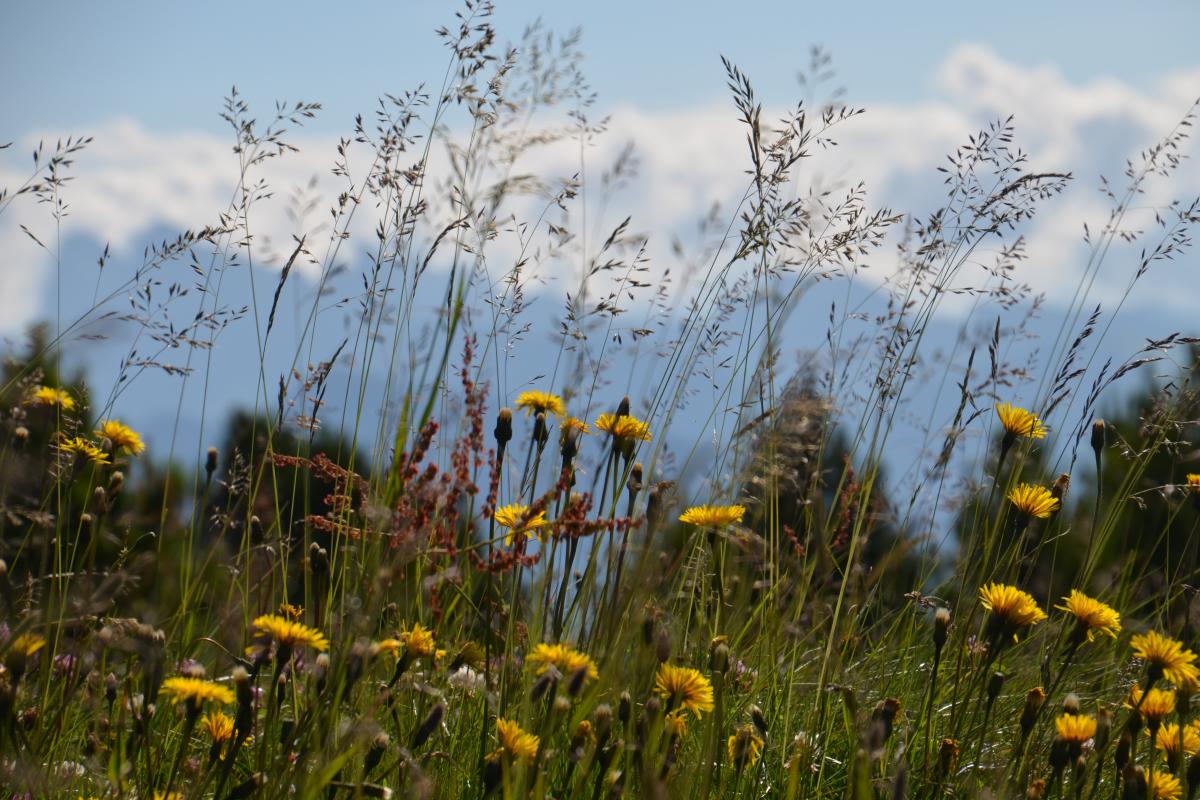 Latschenbrennerei und Platzer Alm 23.07.2020